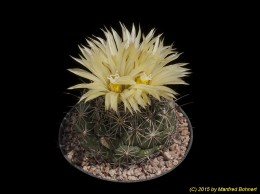 Coryphantha pec. 3342
